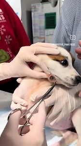Successful botfly removal surgery! 🐾 Huge thanks to Pawsitive_paws.resc for capturing this moment and ensuring this pup is on the road to recovery. 💖 #VeterinaryCare #BotflyRemoval #HealthyPets #VetTips #AnimalCare #veterinaria #vetmed #vet #vettech #vettechlife #vetmed #pet #surgeon #medical #pethealth #veterinary #veterinarytechnician #veterinarylife #veterinaryclinic #satisfying #interesting #foodforthought #reels #vetmedicine #vetmedlife #veturgentcare | Vet Candy