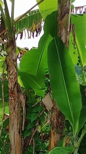 Rainy vibes in the backyard this afternoon 🌧️🏡✨. #RainSounds #RainyDay #NatureLovers #ASMR