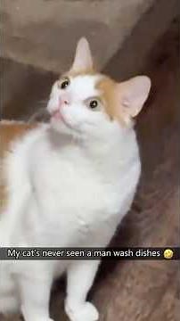 Funniest Cat Faces & Reactions | Viral Cat Compilation 2025!