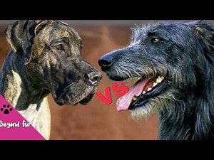 Great Dane vs Irish Wolfhound-Fight Comparison