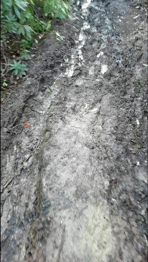 Exploring the World of Pictish Witchcraft in the Forest