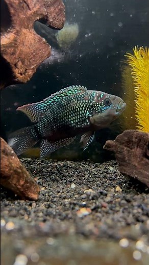 The Beautiful Jack Dempsey Cichlid 👀