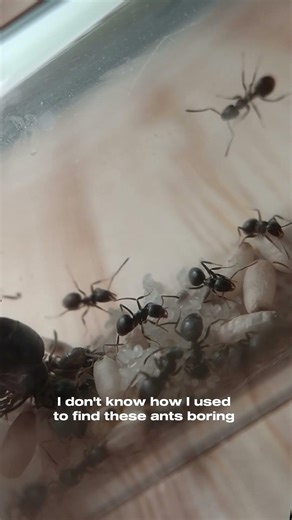 lasius Niger 🐜⚫