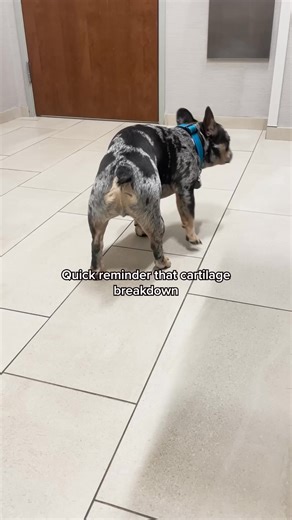 Multiflex™ is the all-in-one hip & joint supplement designed to keep dogs moving comfortably for years to come. With 7 clinically-backed ingredients, it targets the 4 root causes of joint discomfort. ✔️ Vet-Formulated ✔️ 7 Clinically-Backed Ingredients ✔️ Human-Grade, Made in Vermont Start today. | Dog is Human