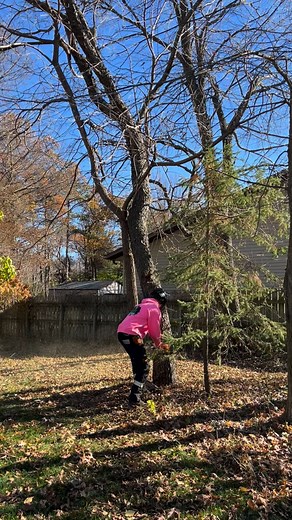 34 reactions | Two for one deal 諭諭 #JedsTreeService #TreeRemoval #TreeProfessionals #TreeServiceNearMe #EauClaireWI #ChippewaFalls #BestTreeService | Jed's Tree Service LLC | Facebook