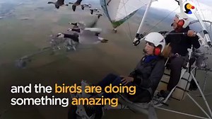 2M views · 83K reactions | This bird “dad” teaches his kids to follow his plane — and their amazing bond is saving the birds’ lives  | The Dodo | Facebook