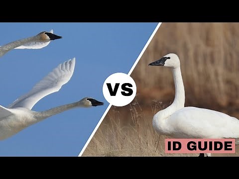 Trumpeter Swan vs Tundra Swan | ID Guide