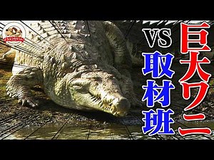【超巨大ワニ】南米の大湿地帯で幻のオリノコワニが取材班に襲いかかる！ワニと撮影スタッフの戦いの火ぶたが今切って落とされた【どうぶつ奇想天外／WAKUWAKU】