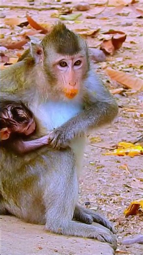 #baby #money #aniamals #babymonkey #newborn #newbornbabymonkey...! MONKEY LOVE