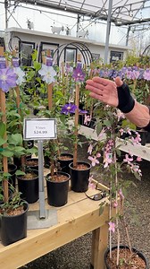 3.8K views · 139 reactions | Bernie wants to introduce you to his vines — now in store! Take a look at the beautiful, blooming vines; perfect for trellises, arches, fences and as privacy walls on the patio! | West Coast Gardens | Facebook