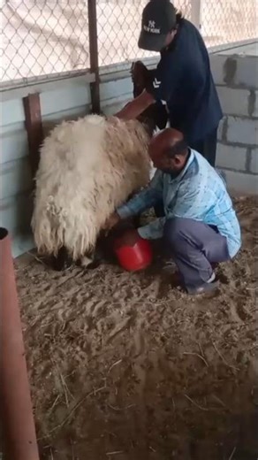 Feeding Time! Helping Our New Moms Feed Their Lambs daily vlog