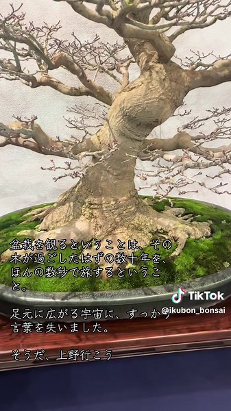国風盆栽展で感じる日本の文化