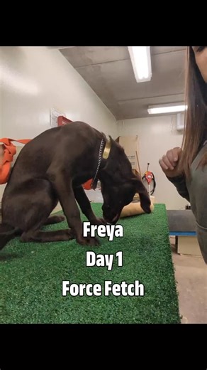 Fieldborne Gun Dogs on Instagram: "Day one of force fetch looks slow and that’s intentional. We break the retrieve into simple, understandable pieces so the dog knows exactly what’s expected. Fetch means pick it up. Hold means keep it until told otherwise. Give means place it gently into my hand. This foundation creates calm, confident retrieves later in the field. No rushing, no confusion just clear communication. Before anyone asks...yes, she’s happy. Yes, she understands the work. And yes, th