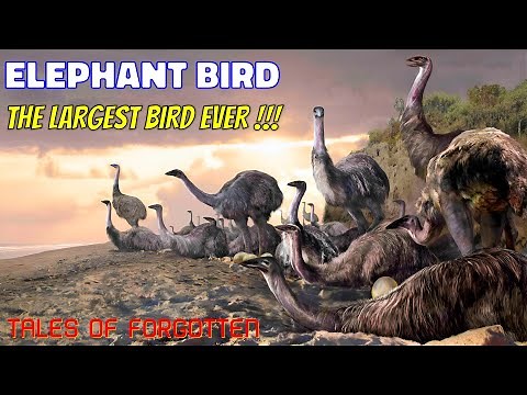 Elephant Bird || Tales Of Forgotten