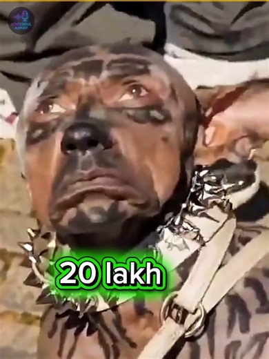 Japan’s Toco Spent Millions to Become a Dog? The Real Story Behind the Viral Dog Costume #viral