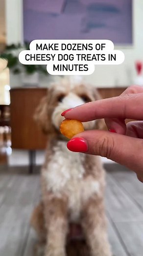 106K views · 18K reactions | Only costs a few bucks! This cheesy dog treat recipe is so easy. Took me 30 minutes to make. All you need is mozzarella string cheese! Cut them in coins and bake at 250F for 30 minutes. Let the cheese cool to get crunchy! One sheet made 80+ treats for our goldendoodle puppy! #dogtreats #dogsnack #doggietreats #treatsfordogs | That Dood Knox | Facebook