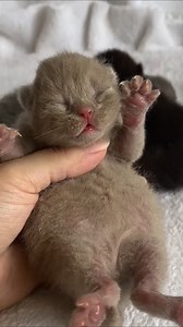 Filip 💜 British Shorthair Lilac Kitten Born 28 june, 2024 #britishshorthairlilac | Criative Diamonds British Shorthair and Longhair Cattery