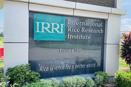 Drought-tolerant, flood-resistant rice varieties continue to be developed at IRRI | ABS-CBN News