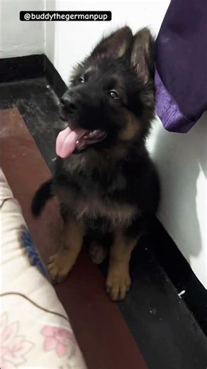 Curious Puppy Buddy🧐 #germanshepherdpuppy #gsd #gsdlife #gsdpuppy #gsds