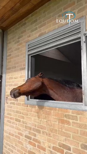 Ils sont dotés de sentiments et démotions tout comme nous 殺 - #horselover | Khadidja Essaheli | Facebook