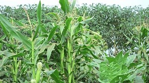 Green Cron Plants Show Some Cron Stock Footage Video (100% Royalty-free) 3930329203 | Shutterstock