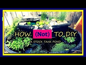 How (NOT) To DIY A Stock Tank Pond -Baby Goldfish