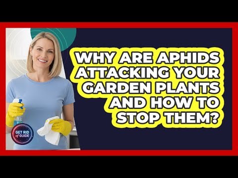 Why Are Aphids Attacking Your Garden Plants And How To Stop Them? - Get Rid Of Guide
