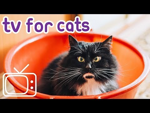 Cat TV - 7 Hours of Cat TV - Birds and Squirrels