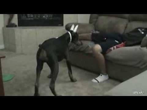 Laser Pointer Dog Attack