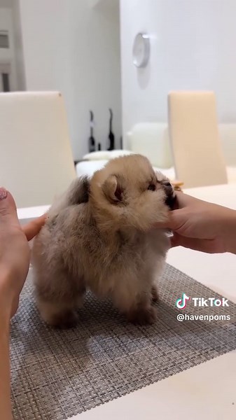 Puppy Cuteness Competition: Share Your Dog Pictures!