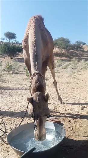 please Subscribe for camel #music #animals #lifeisbutadream #youtube #flute #flutemusic #animals