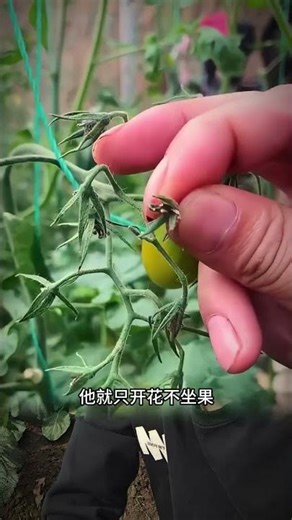 Secrets to Perfect Tomato Flowers: Cultivation & Pollination Tips