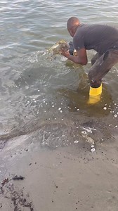 Tapao de pescado recién salido del mar | la charla de los niches