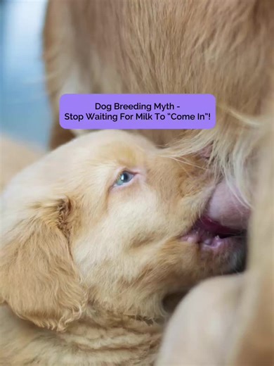 Dog Whelping: Recovery, Not Just Milk Production