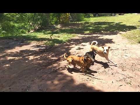 Dogs attack monkey (perros atacan a mono) Animales Salvajes - Wild Animals