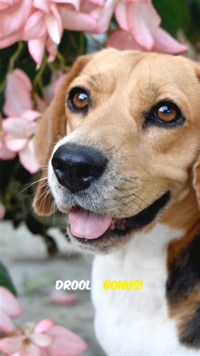 5 facts about Beagle that’ll make you smile!!🐶😚 #shorts #youtubeshorts #dogfacts