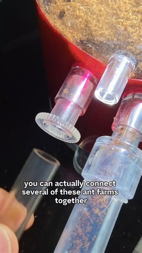 Mikey Bustos on Instagram: "My nerdy little hobby: Ant Farms 🐜"