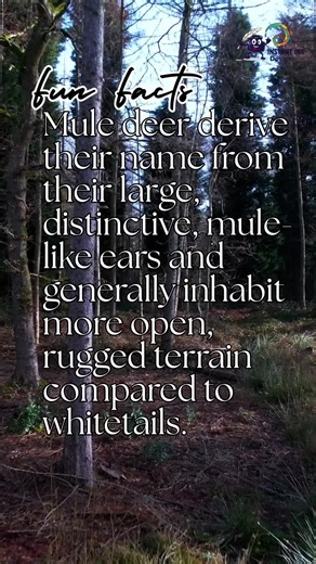 The characteristic mule-like ears give the Mule Deer their name! They prefer open, rugged terrain—a true mountain dweller compared to the thicket-loving whitetail. Celebrate the Muley difference! Find a design for your favorite deer species! Shop Link: https://instantinkdesignshop.etsy.com #instantinkdesign #muledeer #muleys #deerears #ruggedterrain #mountainhunting #whitetailvsmuely #wildlifefacts #deerhunting #biggame