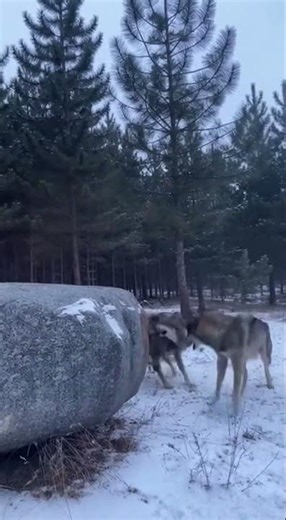 Wolf Pack Surrounds Alabai on a Cliff — What Happened Next Shocked Everyone