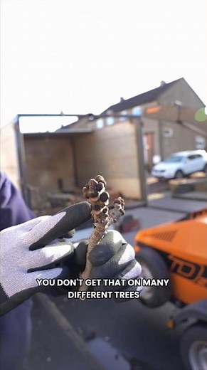 HOW TO IDENTIFY AN ASH TREE