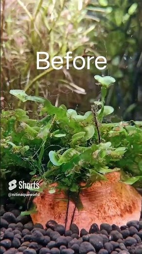 #Monosolenium #tenerum #Pellia #moss /#Pelia #moss