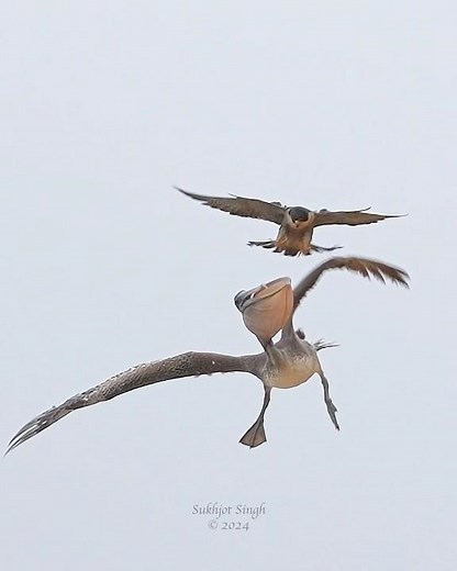 Epic wildlife moment - peregrine falcon attacks pelican to protect its airspace #peregrinefalcon