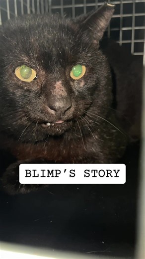 You can find Blimp’s GoFundMe linked in my bio…let’s get these babies off the street 🙏🏻 #feralcat #feralcats #feralcatsoftiktok #communitycats #catrescue