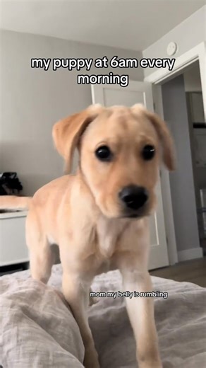 Cute Yellow Lab Tips for First-Time Dog Owners 🐾 Exciting news for dog lovers! Congrats on your new 8-week old Beagle, @Lewis Hurrell892! As a first-time dog owner, you’re about to embark on a wonderful journey filled with love and joy. Here are some tips to help you get started: 🐶 Start with the basics: Training is essential! Teach simple commands like sit, stay, and come. Positive reinforcement works wonders! 🍽️ Establish a routine: Regular feeding and potty times will help your Beagle feel