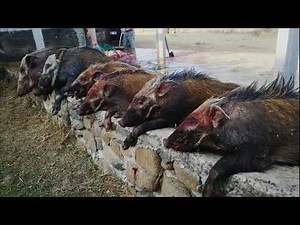 Bosvark Jag / Bush pig hunting