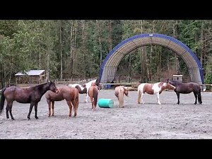 All The Horses Together Peacefully : Integration Video Coming Tomorrow!