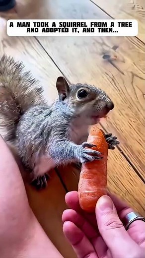 A family rescued a squirrel in distress, and then...