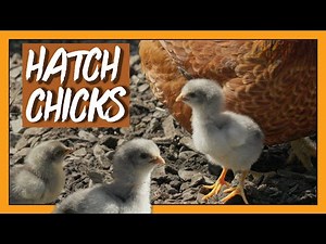 How To Hatch Chicks With A Broody Hen
