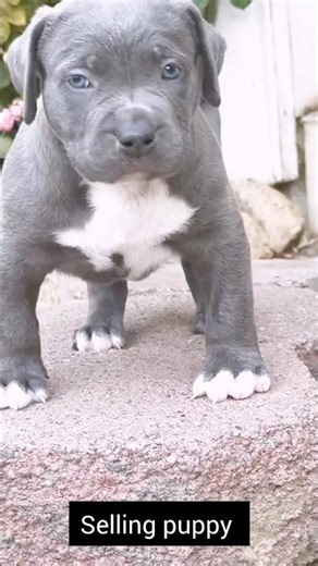 Selling Puppies for Adoption (Documentary) 💯