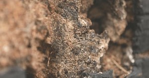 clip-3600458609-damaged-dry-tree-trunk-texture